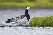 Barnacle Goose (Branta leucopsis), adult standing in the water Southern Region, Iceland