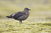 Great Skua (Stercorarius skua), adult, Southern, Iceland