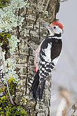 Middle Spotted Woodpecker (Dendrocopos medius), adult climbing a trunk, Campania, Italy