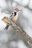 Middle Spotted Woodpecker (Dendrocopos medius), adult perched on a branch, Campania, italy