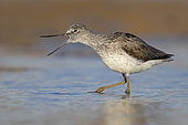 Greenshank (Tringa nebularia), adult standing in a swamp with opened bill, Campania, Italy