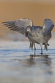 Greenshank (Tringa nebularia), adult taking off from the water, Campania, Italy