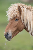 Icelandic Horse (Equus caballus), adult close-up, Southern Region, Iceland