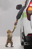 Barbary Macaque (Macaca sylvanus), cub taking food from a human, Fès-Meknès, Morocco