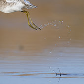 Droplets, drop of waters left by a Wood Sandpiper at take off, Campania, Italy