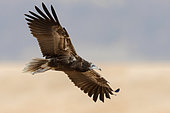 Egyptian Vulture (Neophron percnopterus), juvenile in flight seen from belowl, Dhofar, Oman