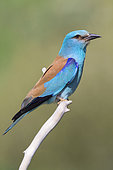 European Roller (Coracias garrulus), side view of an adult perched on a branch, Basilicata Italy