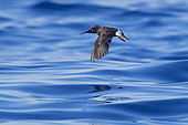 European Storm Petrel (Hydrobates pelagicus melitensis), individual in flight over the sea, Tuscany, Italy