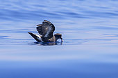 European Storm Petrel (Hydrobates pelagicus melitensis), individual in catching food on the water surface, Tuscany, Italy
