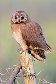 Marsh Owl (Asio capensis tingitanus), adult perched on a post, Rabat-Salé-Kenitra,u Morocco