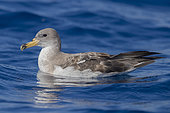 Scopoli's Shearwater (Calonectris diomedea), side view of an adult sitting on the water, Tuscany, Italy
