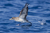 Scopoli's Shearwater (Calonectris diomedea), side view of an adult taking off from the water, Tuscany, Italy