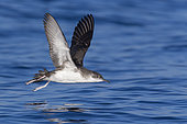 Yelkouan Shearwater (Puffinus yelkouan), individual in flight in Tuscany, Italy