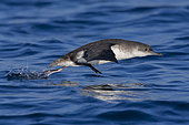 Yelkouan Shearwater (Puffinus yelkouan), side view of an individual taking off from the sea in Tuscany, Italy