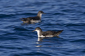 Yelkouan Shearwater (Puffinus yelkouan), two individuals sitting on the water in Tuscany, Italy