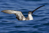 Yelkouan Shearwater (Puffinus yelkouan), individual sitting on the water with spread wings, Tuscany Italy