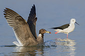 Sooty Gull (Ichthyaetus hemprichii), adult in winter plumage landing in the water, Dhofar, Oman