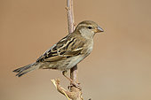 Iago Sparrow (Passer iagoensis), Femelle, Santiago, Cape Verde
