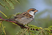 Iago Sparrow (Passer iagoensis), Male, Santiago, Cape Verde
