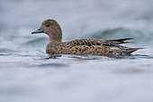 Eurasian Wigeon (Anas penelope), adult female swimming in a river, Northeastern Region, Iceland