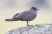 Parasitic Jaeger (Stercorarius parasiticus), dark morph adult standing on a rock, Southern Region, Iceland