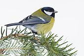 Great Tit (Parus major aphrodite), adult standing on Silver Fir branch, Campania, Italy