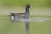 Common Moorhen (Gallinula chloropus), adult in the water with reflections, Campania, Italy