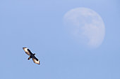 Verreaux's Eagle (Aquila verreauxii), adult in flight with the moon in background, Dhofar, Oman