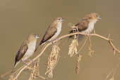 African Silverbill (Euodice cantans), small flock perched on a branch, Dhofar, Oman