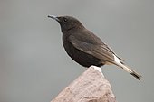 Black Wheater (Oenanthe leucura riggenbachi), side view of a male standing in a rock, Draâ-Tafilalet, Morocco