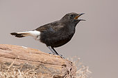 Black Wheater (Oenanthe leucura riggenbachi), side view of a male singing from a rock, Draâ-Tafilalet, Morocco