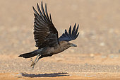 Brown-necked Raven (Corvus ruficollis), adult at take-off in a moroccan desert Draâ-Tafilalet, Morocco