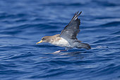 Scopoli's Shearwater (Calonectris diomedea), side view of an adult taking off from the water, Tuscany, Italy
