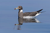 Sooty Gull (Ichthyaetus hemprichii), adult in winter plumage swimming in the sea, Dhofar, Oman