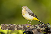 Yellow Wagtail (Motacilla cinerea), adult in winter plumage perched on a branch, Campania Italy