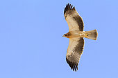 Booted Eagle (Hieraaetus pennatus), light morph juvenile in flight seen from below, South Sinai Governorate, Egypt