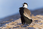 Spur-winged Lapwing (Vanellus spinosus), adult in display, South Sinai Governorate Egypt