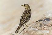 Red-throated Pipit (Anthus cervinus), first winter individual seen from back, South Sinai Governorate, Egypt