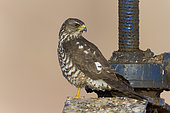 Levant Sparrowhawk (Accipiter brevipes), juvenile standing on a sluice, South Sinai Governorate, Egypt