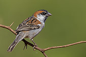 Iago Sparrow (Passer iagoensis), Male, Santiago, Cape Verde