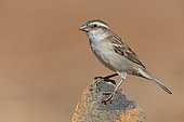 Iago Sparrow (Passer iagoensis), Female, Santiago, Cape Verde