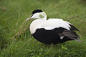 Common Eider (Somateria mollissima), adult male standing on the grass, Southern Region, Iceland
