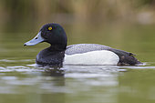 Greater Scaup (Aythya marila), adult male swimming in a pond, Northeastern Region, Iceland