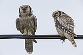 Northern Hawk-Owl (Surnia ulula), couple perched on a wire with a caught vole, Finnmark, Norway