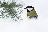 Great Tit (Parus major), adult standing in the snow, Campania, Italy