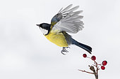 Great Tit (Parus major), adult taking off from a hawthorn branch, Campania, Italy