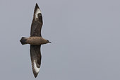 Great Skua (Stercorarius skua), adult in flight, Southern Region, Iceland