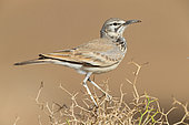 Greater Hoopoe-Lark (Alaemon alaudipes), adult, Al-Rashidiyya, Morocco