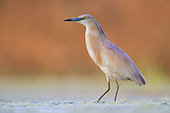 Squacco Heron (Ardeola ralloides), adult standing in a swamp at sunset, Campania, Italy