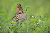Common Quail (Coturnix coturnix), adult male singing in an Alfalfa field, Casablanca-Settat, Morocco